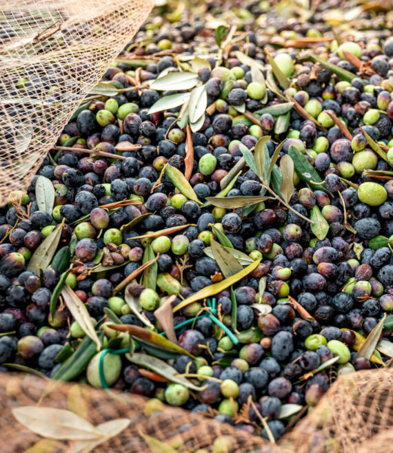 zeytin-isleme-egitimi