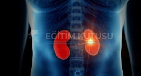 nefroloji-nedir