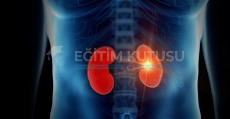 nefroloji-nedir